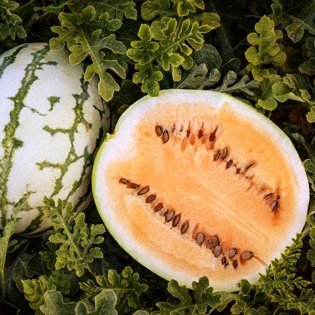 Semillas Sandia Clay county yellow meat