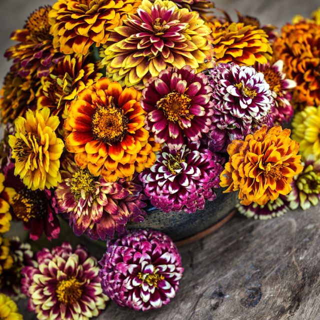 Semillas zinnia Aztec Sunset